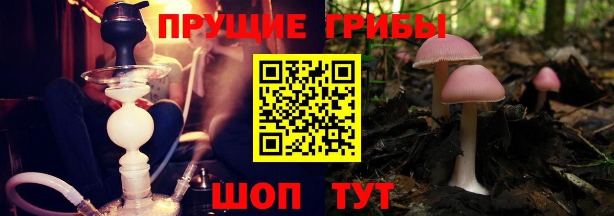Галлюциногенные грибы Psilocybe Советская Гавань